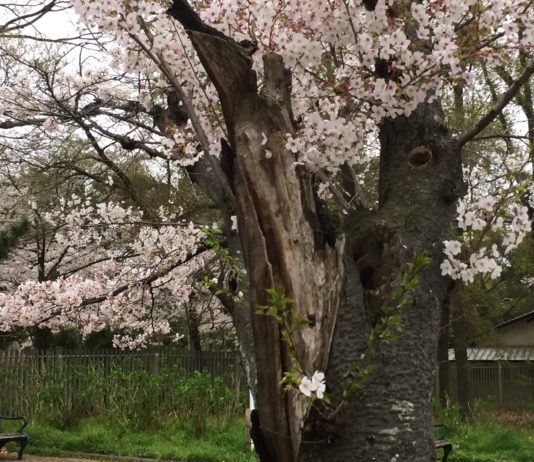 桜　雨のあと