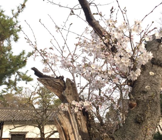 緑地公園　桜２