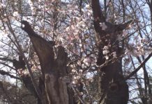 緑地公園の桜