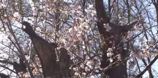 緑地公園の桜