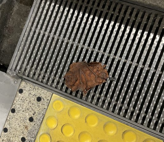 葉っぱ