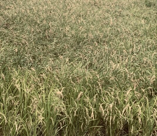 患者さんの立場