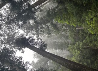 扶正祛邪